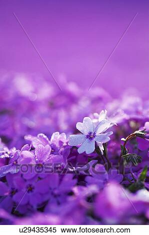 Stock Photography - Moss Phlox Subulata, Hokkaido Prefecture, Japan. Fotosearch