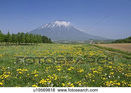 Mount Yotei and Field of Dandelions View Large Photo Image Stock Photo - Mount Yotei and Field of Dandelions. Fotosearch