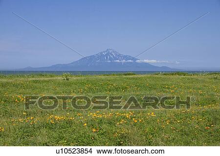 Mountain and Amur Daylilies View Large Photo Image Picture - Mountain and Amur Daylilies. Fotosearch