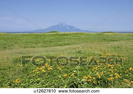 Mountain and Amur Daylilies View Large Photo Image Stock Image - Mountain and Amur Daylilies. Fotosearch
