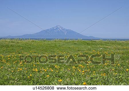 Stock Photo - Mountain and Amur Daylilies. Fotosearch