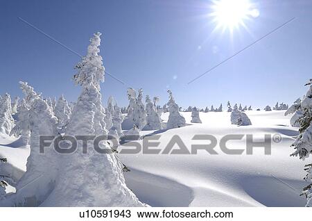 Stock Image - Mt. Jizo in winter, Yamagata Prefecture, Japan. Fotosearch