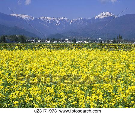 Mt. Jonen and oilseed rape, Nagano Prefecture, Japan View Large Photo Image Stock Image - Mt. Jonen and oilseed rape, Nagano Prefecture, Japan. Fotosearch