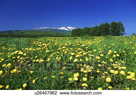 Mt. Shakotan and dandelion field, Hokkaido Prefecture, Japan View Large Photo Image Stock Image - Mt. Shakotan and dandelion field, Hokkaido Prefecture, Japan. Fotosearch