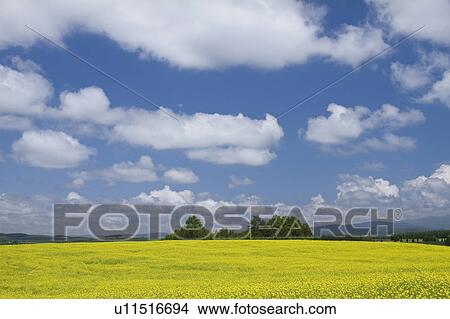 Picture - Mustard Field. Fotosearch