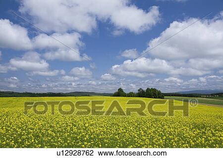 Mustard Field View Large Photo Image Stock Image - Mustard Field. Fotosearch