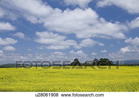 Stock Photo - Mustard Field. Fotosearch