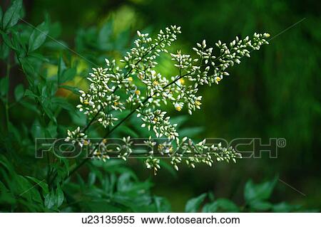 Nandina Blossoming View Large Photo Image Stock Photography - Nandina Blossoming. Fotosearch