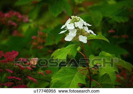 Stock Photography - Oakleaf Hydrangea. Fotosearch