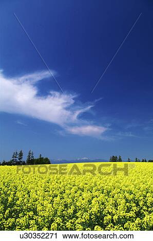 Oilseed rape field, Hokkaido Prefecture, Japan View Large Photo Image Stock Image - Oilseed rape field, Hokkaido Prefecture, Japan. Fotosearch