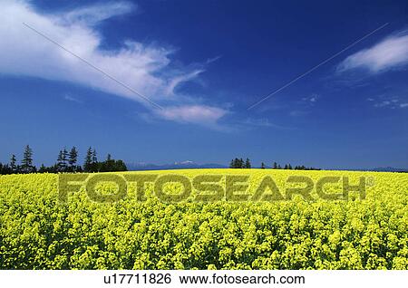 Stock Photograph - Oilseed rape field, Hokkaido Prefecture, Japan. Fotosearch