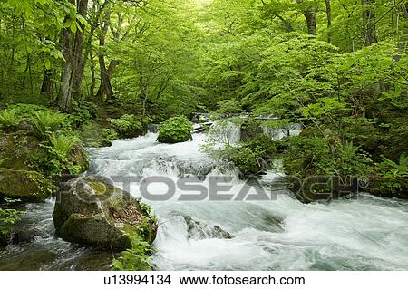 Oirase Stream View Large Photo Image Picture - Oirase Stream. Fotosearch