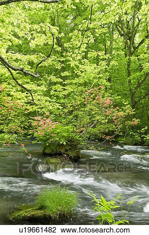 Stock Image - Oirase Stream. Fotosearch