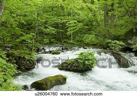 Oirase Stream View Large Photo Image Stock Image - Oirase Stream. Fotosearch