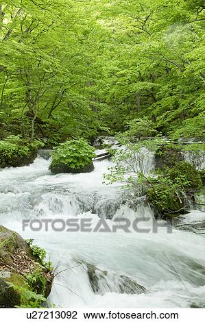 Oirase Stream View Large Photo Image Stock Image - Oirase Stream. Fotosearch
