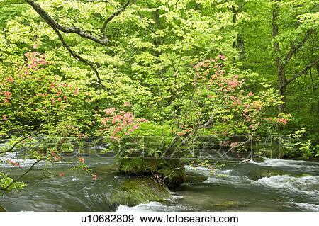 Stock Photo - Oirase Stream. Fotosearch