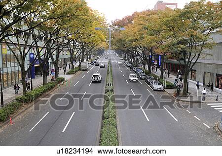 Picture - Omotesando Avenue in Autumn. Fotosearch