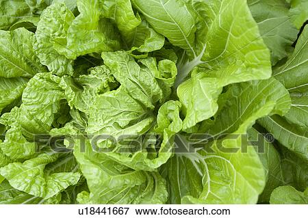 Stock Photo - Organic lettuce, close-up, Aichi Prefecture, Japan. Fotosearch