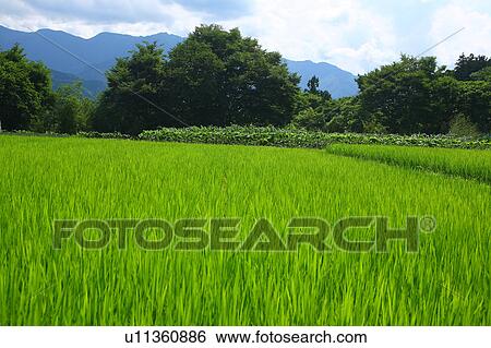 Stock Photograph - Paddy Field. Fotosearch