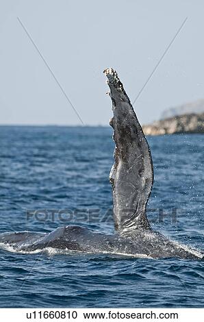 Stock Image - Pectoral Fin of Humpback Whale. Fotosearch