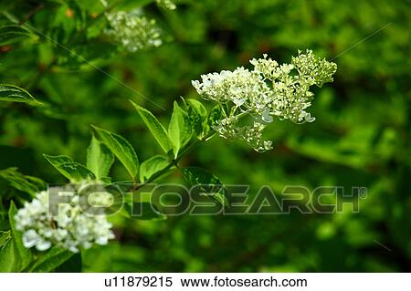 Peegee Hydrangea Flowers View Large Photo Image Stock Photography - Peegee Hydrangea Flowers. Fotosearch