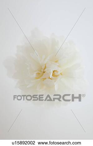 Peony View Large Photo Image Stock Image - Peony. Fotosearch