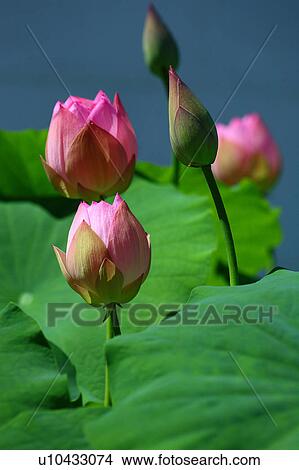 Pink Lotus Flowers View Large Photo Image Picture - Pink Lotus Flowers. Fotosearch