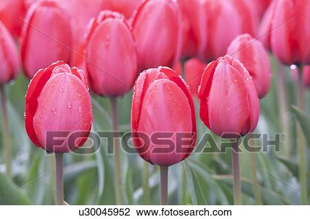 Stock Image - Pink Tulips. Fotosearch