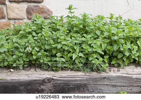 Stock Image - Plants, Aichi Prefecture, Japan. Fotosearch
