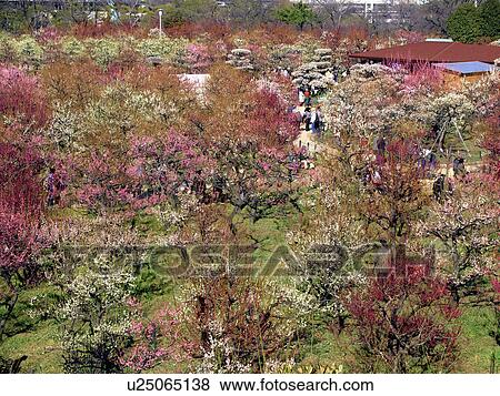 Stock Photo - Plum Blossom Trees at Osaka Castle. Fotosearch