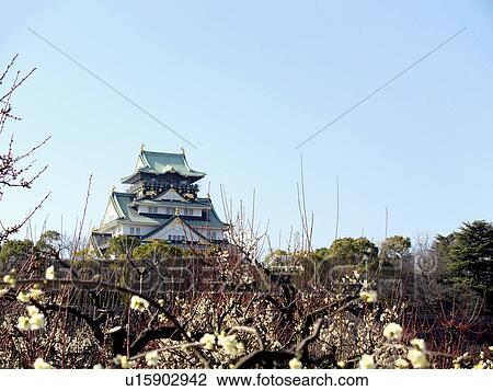 Stock Image - Plum Blossoms and Osaka Castle. Fotosearch
