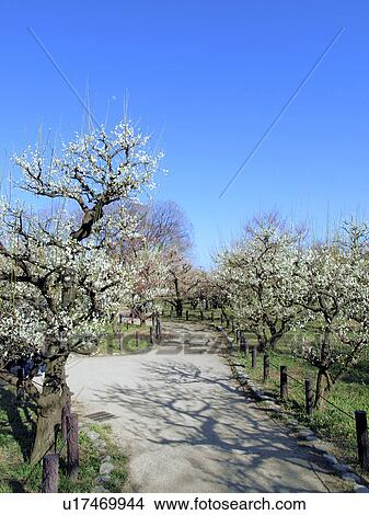 Picture - Plum Trees Blooming. Fotosearch