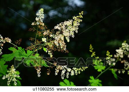 Stock Photography - Plume Poppy Flowers. Fotosearch