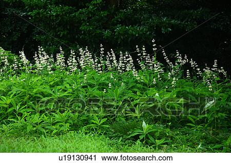 Pollia Japonica Flowers View Large Photo Image Stock Image - Pollia Japonica Flowers. Fotosearch