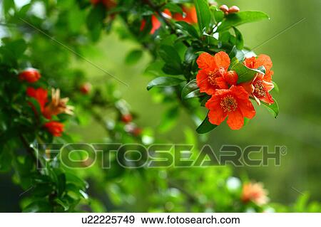 Pomegranate Blossom View Large Photo Image Stock Photo - Pomegranate Blossom. Fotosearch