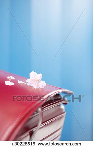 Stock Photograph - Randoseru and cherry blossoms. Fotosearch