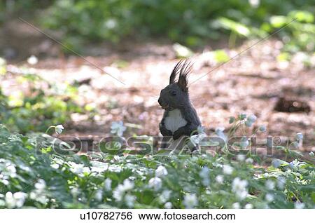 Stock Photograph - Red Squirrel and Anemone flaccida, Hokkaido Prefecture, Japan. Fotosearch