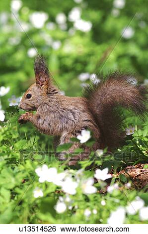 Red Squirrel and Anemone flaccida, Hokkaido Prefecture, Japan View Large Photo Image Stock Photograph - Red Squirrel and Anemone flaccida, Hokkaido Prefecture, Japan. Fotosearch