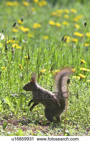 Red Squirrel, Hokkaido Prefecture, Japan View Large Photo Image Stock Image - Red Squirrel, Hokkaido Prefecture, Japan. Fotosearch