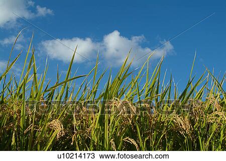 Stock Image - Rice crop. Fotosearch