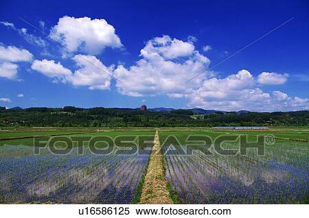 Rice paddies, Hokkaido Prefecture, Japan View Large Photo Image Stock Photography - Rice paddies, Hokkaido Prefecture, Japan. Fotosearch
