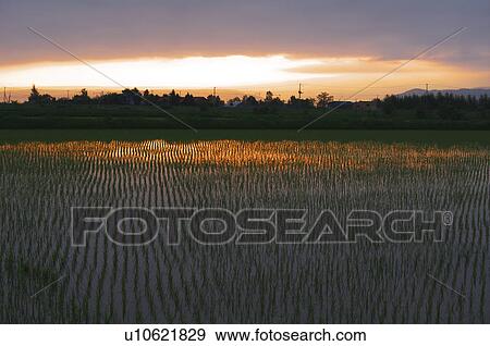 Stock Photo - Rice paddies in the morning, Hokkaido Prefecture, Japan. Fotosearch