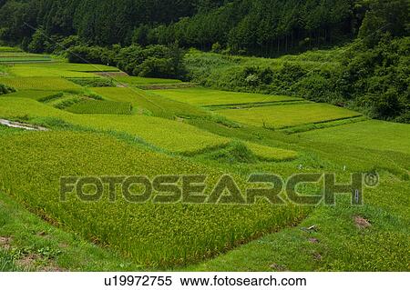 Stock Photography - Rice Paddy. Fotosearch