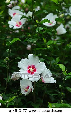 Stock Photo - Rose of Sharon Flowers. Fotosearch