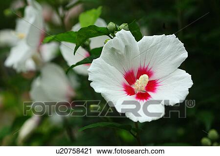 Stock Image - Rose of Sharon. Fotosearch