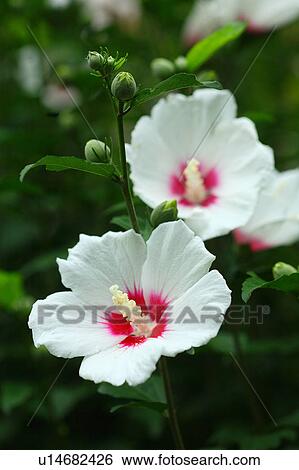Stock Photograph - Rose of Sharon. Fotosearch