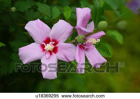 Rose of Sharon View Large Photo Image Stock Photography - Rose of Sharon. Fotosearch