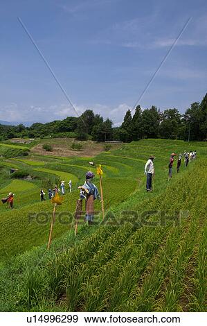 Scarecrows in Rice Paddy View Large Photo Image Stock Photo - Scarecrows in Rice Paddy. Fotosearch