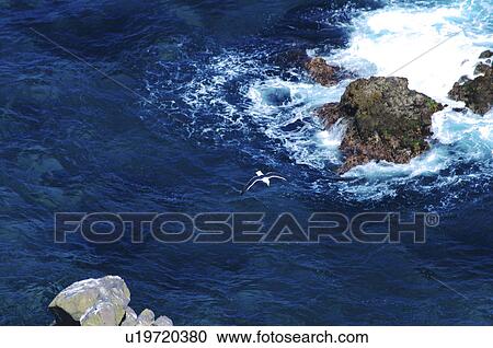 Stock Image - Seagull flying, Cape Kamui, Hokkaido Prefecture, Japan. Fotosearch