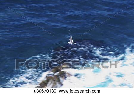 Seagull flying, Cape Kamui, Hokkaido Prefecture, Japan View Large Photo Image Stock Image - Seagull flying, Cape Kamui, Hokkaido Prefecture, Japan. Fotosearch
